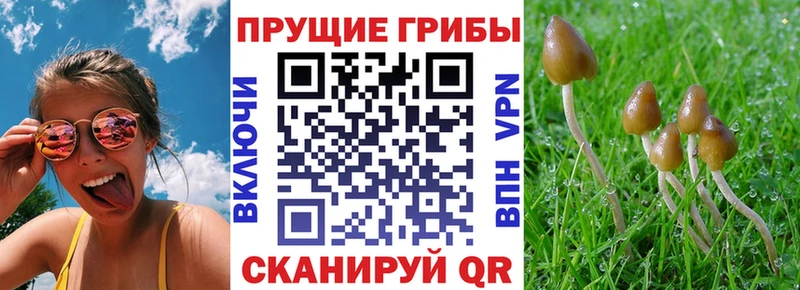 Псилоцибиновые грибы Cubensis Куртамыш